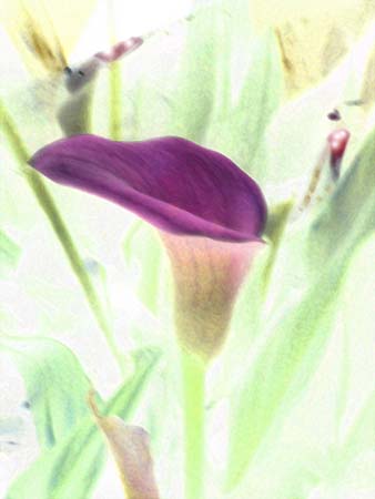 Arum Lily 074-1