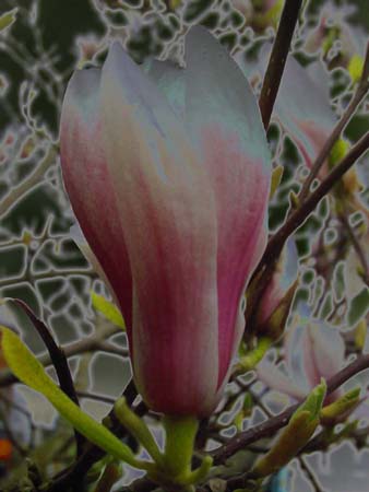 Magnolia 131-1