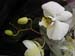 white orchid 177-1