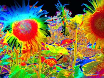 Rainbow Sunflowers - Digital Photographi