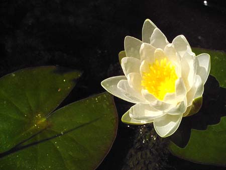 White Lotus 116 - 1