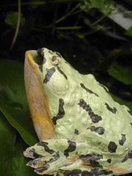Ceramic Green Frog